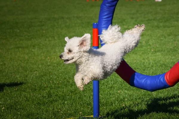 Dog Jumping Agility Tyre Amazing Day Czech Agility Privat Training — Foto Stock