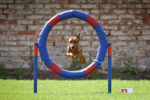 Köpek çeviklik lastiğine atlıyor. Czech çeviklik özel eğitiminde harika bir gün.