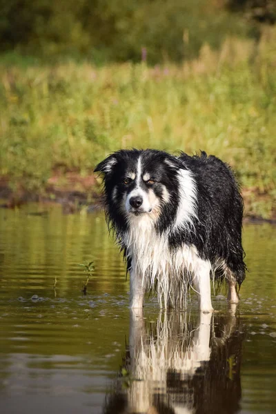 Sudaki çoban köpeğinin portresi. Suda yansıması var. Çok tatlı..