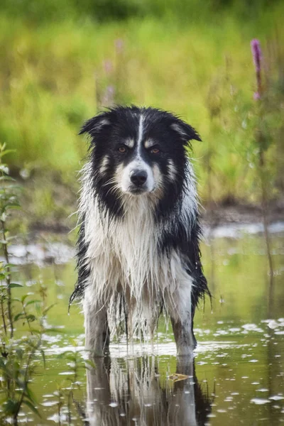 Sudaki çoban köpeğinin portresi. Suda yansıması var. Çok tatlı..