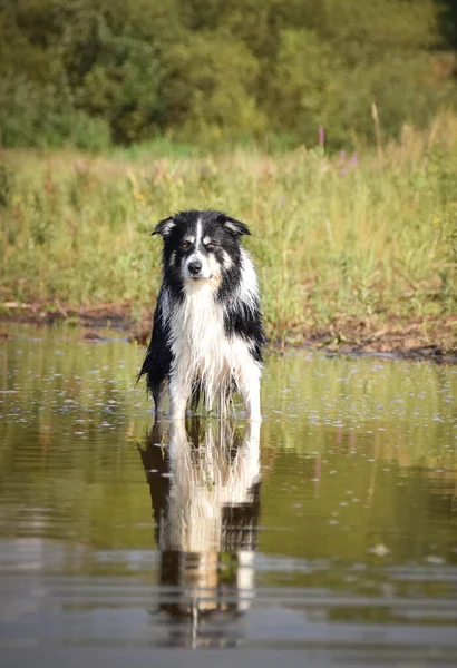 Sudaki çoban köpeğinin portresi. Suda yansıması var. Çok tatlı..