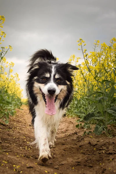 Border collie sarı kolzada koşuyor. Ekmekçisi için koşuyor.