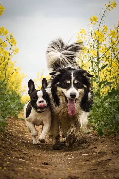 Puppy Van Franse Bulldog Border Collie Loopt Geel Colza Hij — Stockfoto
