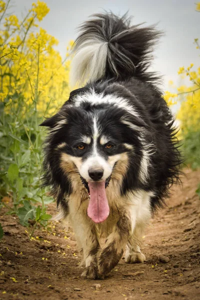 Border collie sarı kolzada koşuyor. Ekmekçisi için koşuyor.