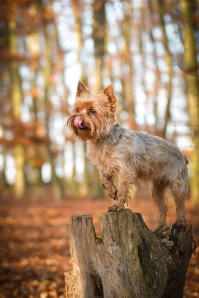 Yorkshire ormanda duruyor. Sonbahar portresi..