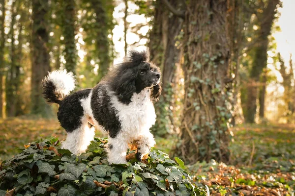 Kaniş ormanda kütüğün üzerinde duruyor. Sonbahar portresi..
