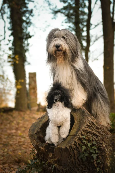 Poodle Bearded Collie Sitting Log Forest Autumn Portret — Foto Stock