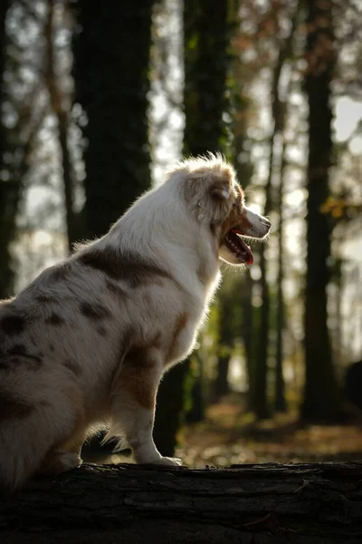 Avustralyalı çoban ormanda oturuyor. Sonbahar portresi..