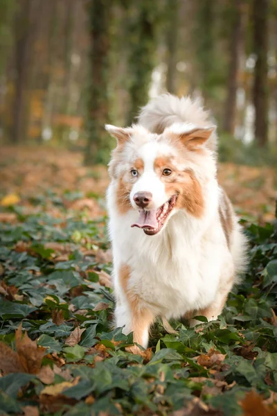 Avustralya çobanı ormandaki yaprakların arasında koşuyor. Parkta sonbahar foto çekimleri.