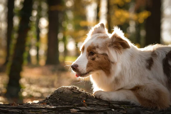 Australischer Schäferhund Liegt Wald Ist Herbst — Stockfoto
