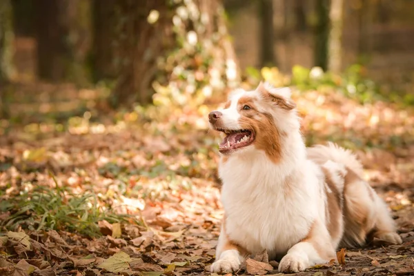 Avustralyalı çoban ormanda yatıyor. Sonbahar portresi..