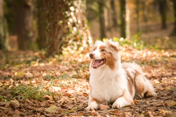 Avustralyalı çoban ormanda yatıyor. Sonbahar portresi..