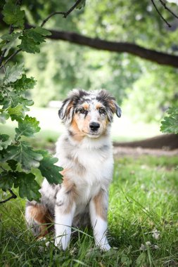 Avustralya çoban köpeğinin yavrusu doğada oturuyor. Parkın yaz doğası.