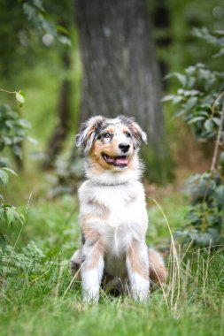 Avustralya çoban köpeğinin yavrusu doğada oturuyor. Parkın yaz doğası.