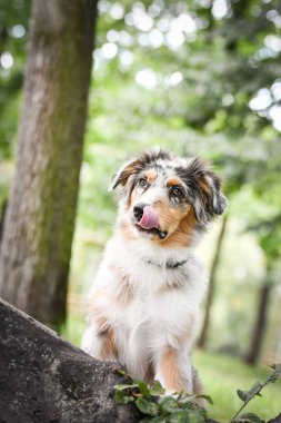 Avustralya çoban köpeğinin yavrusu doğada oturuyor. Parkın yaz doğası.