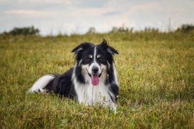 Border collie çimlerin üzerinde yatıyor. O çok çılgın bir köpek..
