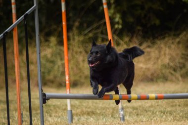 Köpek engellerin üzerinden atlıyor. Czech çeviklik özel eğitiminde harika bir gün.