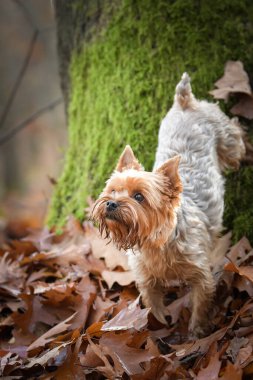 Yorkshire ormanda duruyor. Sonbahar portresi..