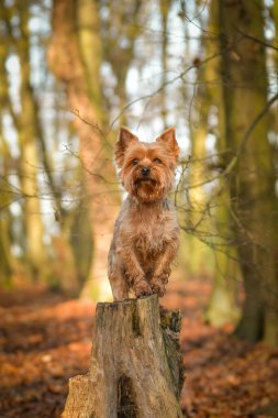 Yorkshire kütüğün üzerinde duruyor. Sonbahar portresi..