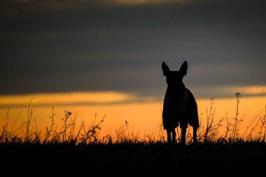 Dog is sitting in the sunset. Amazing walk in the sun. Amazing evening with sun.