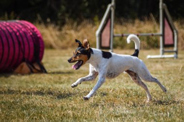 Köpek engellerin üzerinden atlıyor. Czech çeviklik özel eğitiminde harika bir gün.