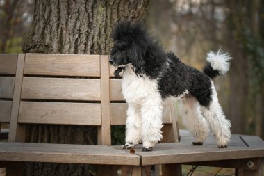 Kaniş bankta duruyor. Çok tatlı bir köpek..