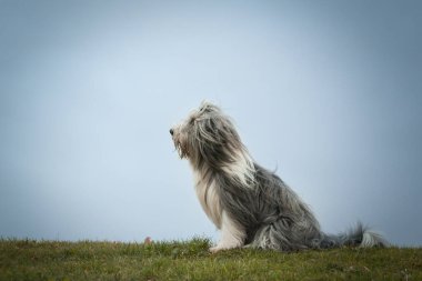 Sakallı çoban köpeği doğada oturuyor. Sonbahar doğada yapraklarla fotoşoplama.
