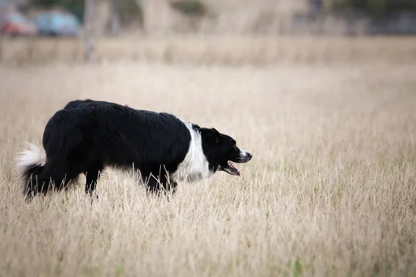 Κόλις Εκτρέφει Πρόβατα Στη Φύση Εργασία Ευτυχισμένη Σύνορα Collie — Φωτογραφία Αρχείου