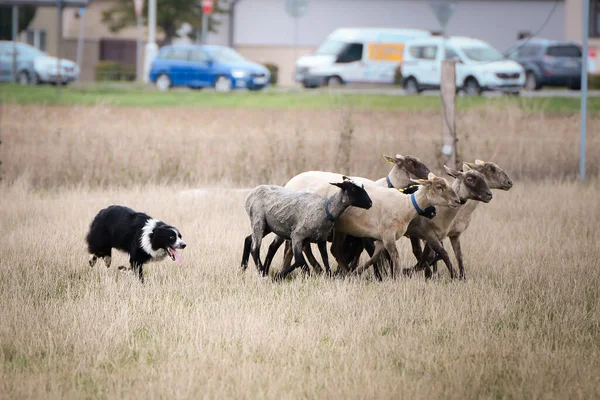 Sınır çobanı doğada koyun güder. Mutlu Sınır Köpekleri çalışıyor.