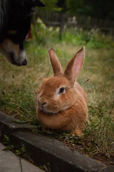 Border Collie Lying Garden Rabbit Autumn Photoshooting Park — Stock Photo, Image