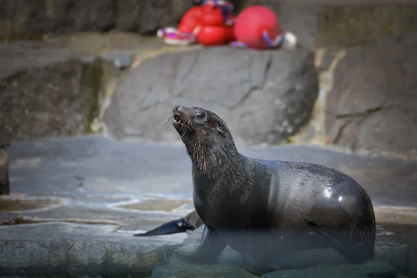 シーライオンは動物園のプールから出ている ここは彼の生息地だ — ストック写真