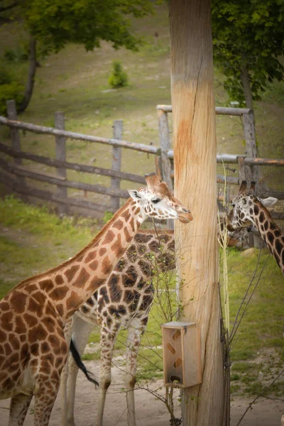 Angolan Giraffe Giraffa Camelopardalis Angolensis Also Known Namibian Giraffe Zoo — Stock Photo, Image