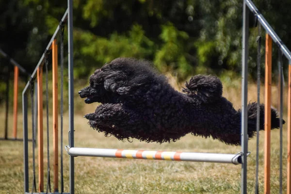 Dog is jumping over the hurdles.  Amazing day on czech agility privat training