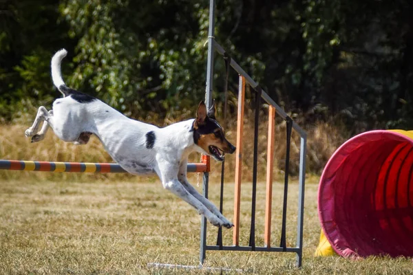 Perro Está Saltando Por Encima Los Obstáculos Increíble Día Agilidad —  Fotos de Stock