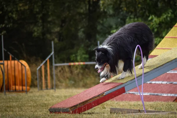 Çeviklik Dengesinde Bir Köpek Czech Çeviklik Yarışmasında Harika Bir Gün — Stok fotoğraf