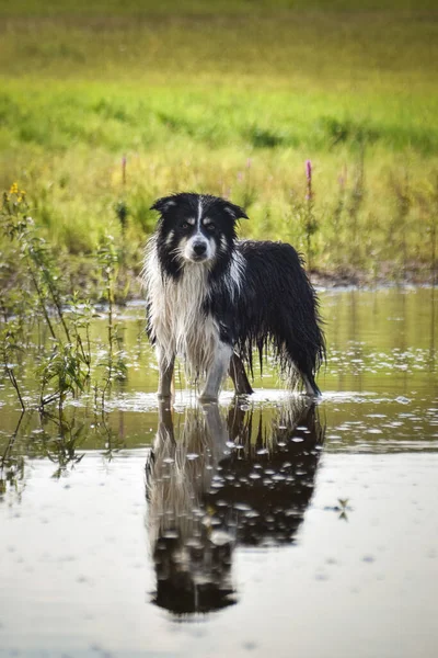 Portrait Border Collie Water Has Reclection Water Very Cute — 스톡 사진