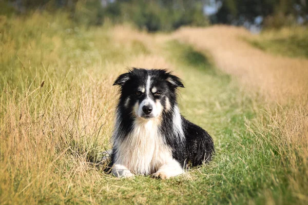 Border collie is lying in the grass. He is so crazy dog on trip.