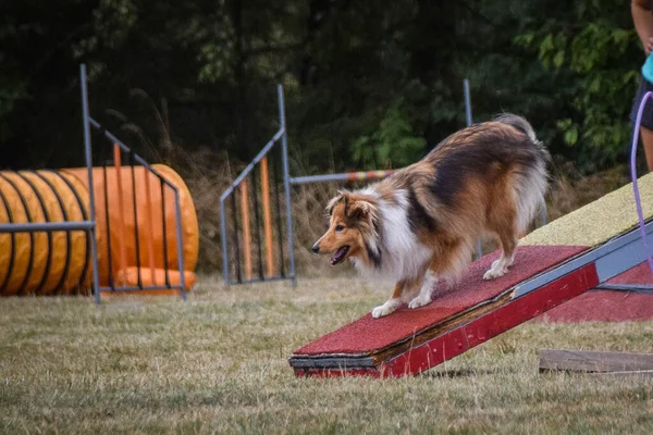 Cane Trave Equilibrio Agilità Splendida Giornata Sulla Gara Agilità Ceca — Foto Stock