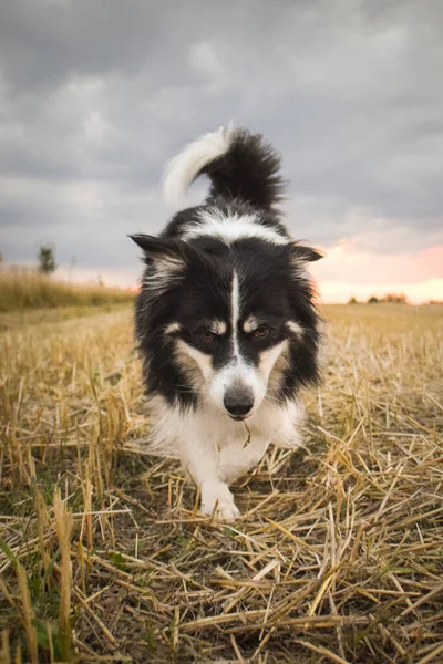 Border Collie Está Correr Relva Ele Tão Louco Cão Viagem — Fotografia de Stock