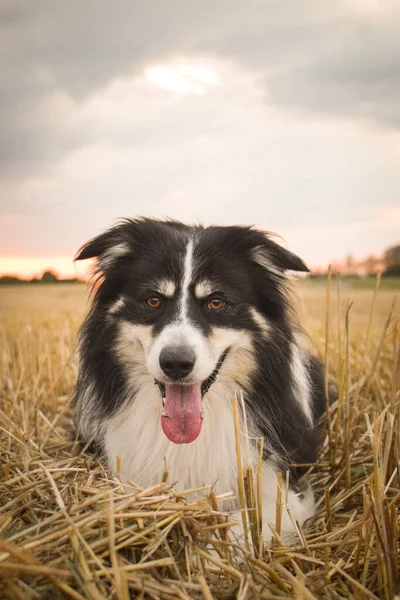 Collie Leży Trawie Taki Szalony Pies Wycieczce — Zdjęcie stockowe