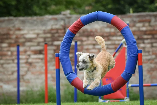Dog Jumping Agility Tyre Amazing Day Czech Agility Privat Training — Foto Stock