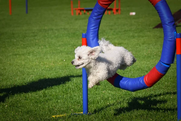 犬は敏捷性タイヤでジャンプしている チェコ語の敏捷性プライベートトレーニングで素晴らしい一日 — ストック写真
