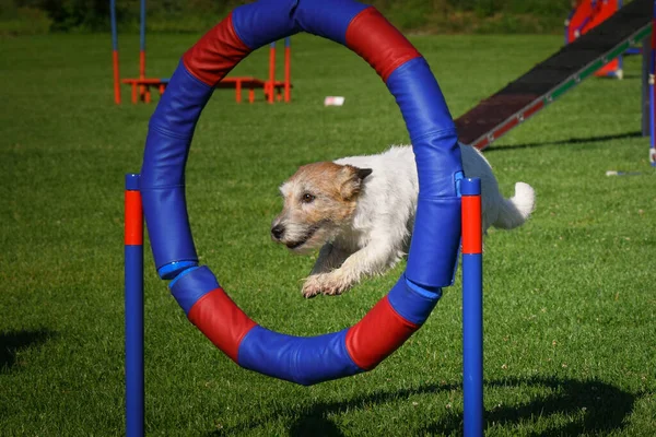 Dog Jumping Agility Tyre Amazing Day Czech Agility Privat Training — Stock fotografie
