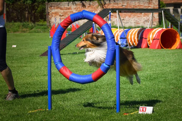 Собака Прыгает Гибкой Шине Удивительный День Чешской Ловкости Приват Обучение — стоковое фото