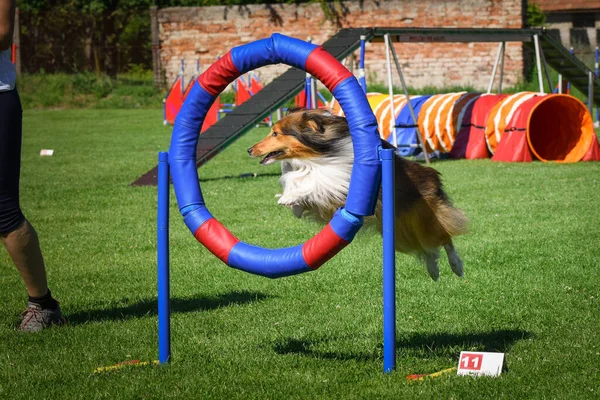 Perro Está Saltando Neumático Agilidad Increíble Día Agilidad Checa Privat — Foto de Stock