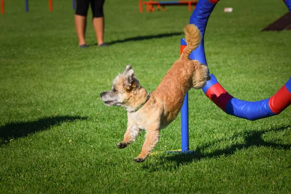 Cane Sta Saltando Nel Pneumatico Dell Agilità Incredibile Giornata Sulla — Foto Stock