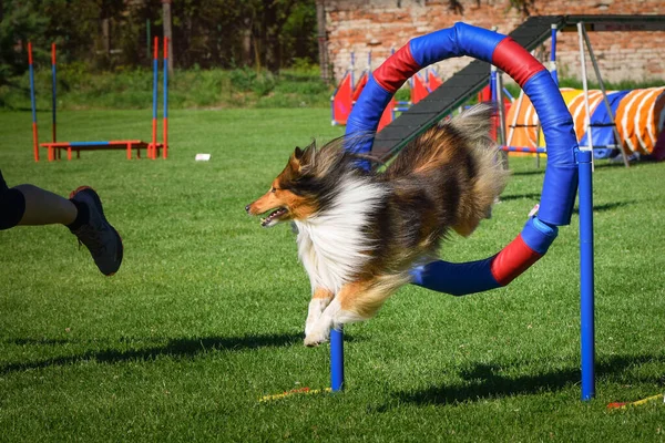 Köpek çeviklik lastiğine atlıyor. Czech çeviklik özel eğitiminde harika bir gün.