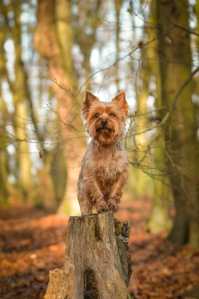 Yorkshire kütüğün üzerinde duruyor. Sonbahar portresi..