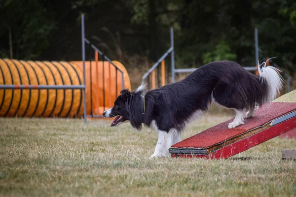敏捷性バランスビームの犬 チェコの敏捷性競争の素晴らしい一日 それはA2を意味します — ストック写真