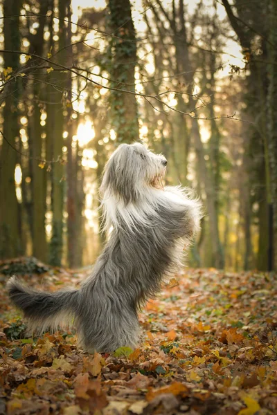 Bearded Collie Sta Implorando Natura Fotografia Autunnale Natura Con Foglie — Foto Stock